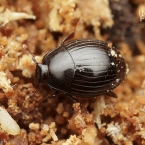Pseudepierus italicus
