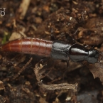 Quedius truncicola (Staphylinidae)
