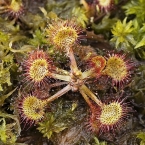 Rosnatka okrouhlolistá (Drosera rotundifolia)
