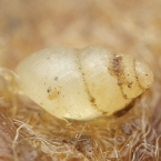Síměnka trojzubá (Carychium tridentatum)