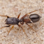 Skákavka mravencovitá (Leptorchestes berolinensis)