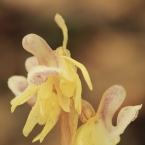 Sklenobýl bezlistý (Epipogium aphyllum)