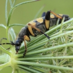 Tesařík skvrnitý (Rutpela maculata)