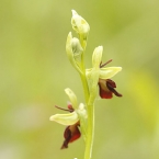 Tořič hmyzonosný (Ophrys insectifera)