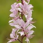 Třemdava bílá (Dictamnus albus)