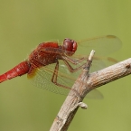 Vážka červená (Crocothemis erythraea)
