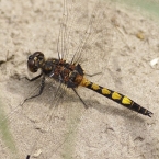 Vážka jasnoskvrnná (Leucorrhinia...
