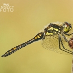 Vážka tmavá (Sympetrum danae)