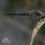 Vážka tmavá (Sympetrum danae)