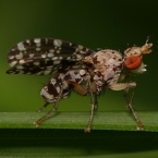 Vláhomilka (Trypetoptera punctulata)