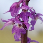 Vstavač mužský znamenaný (Orchis mascula ssp. signifera )