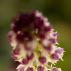 Vstavač osmahlý (Orchis ustulata)