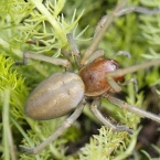 Zápřednicovití (Miturgidae)