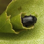 Zobonoska březová (Deporaus betulae)