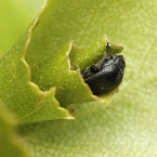 Zobonoska březová (Deporaus betulae)