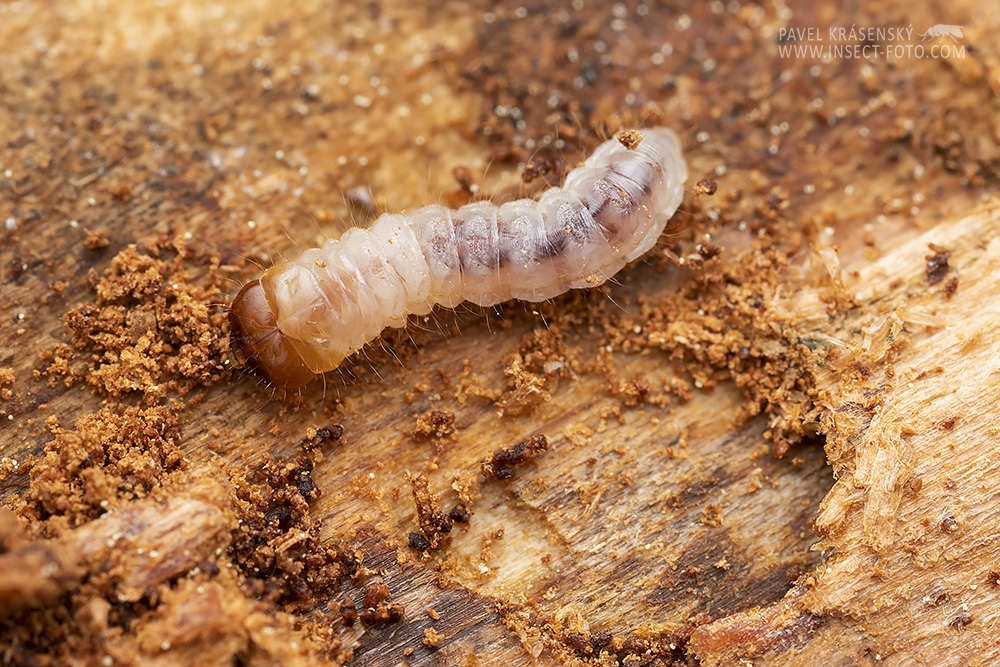 Acmaeops septentrionis - larva