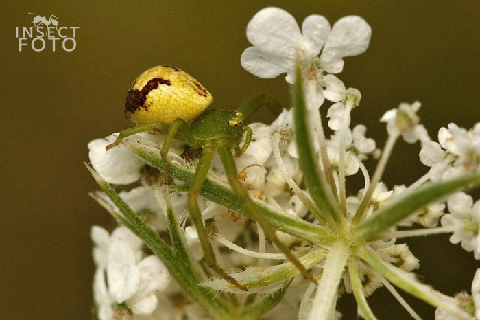 Běžník (Ebrechtella tricuspidata)