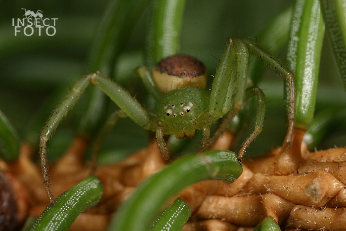 Běžník zelený (Diaea dorsata)