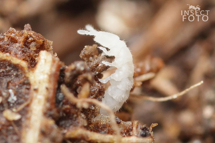 Collembola sp.