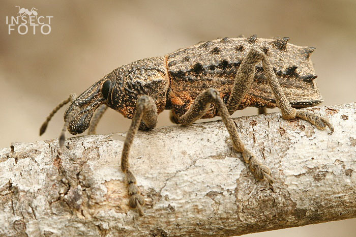 Curculionidae sp.
