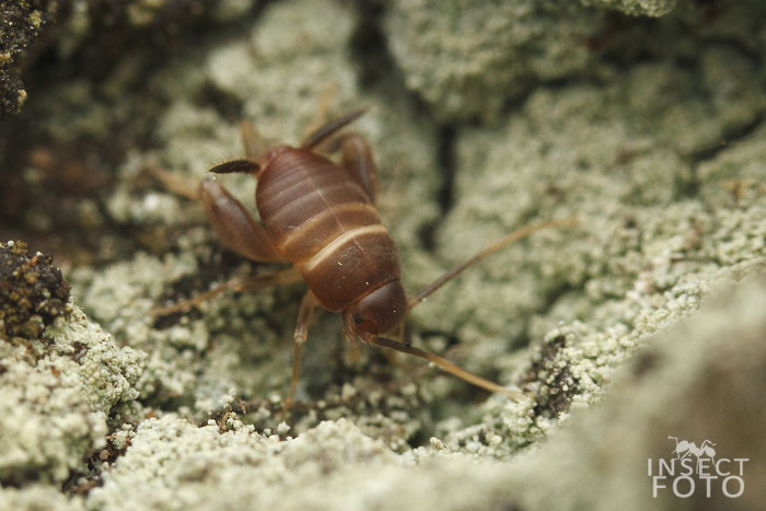 Cvrčík mravenčí (Myrmecophila acervorum)