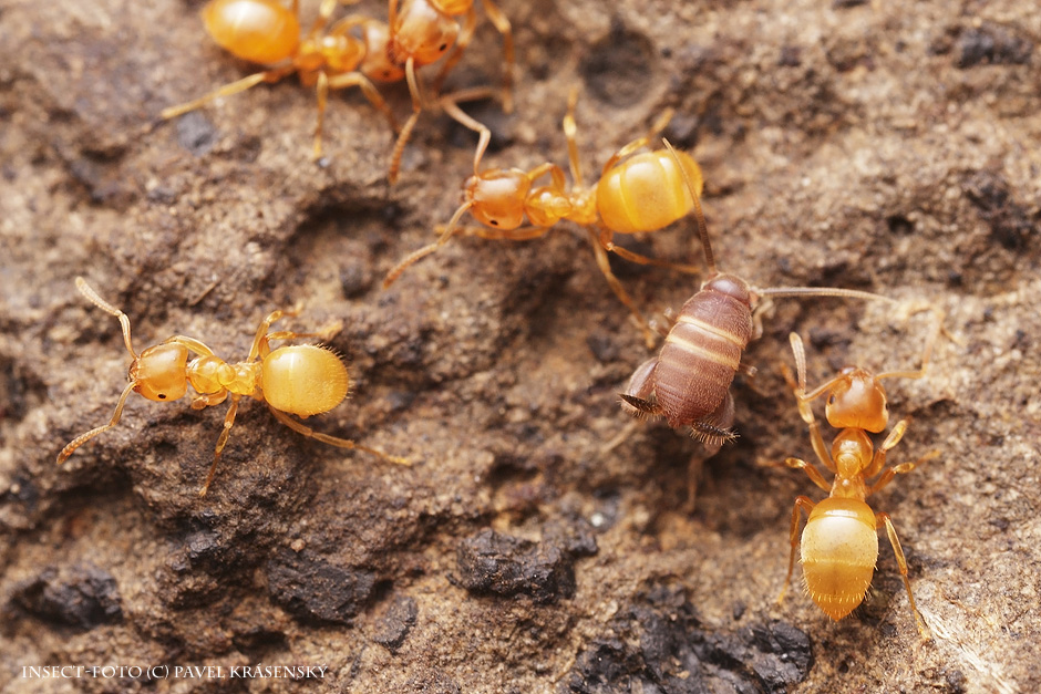 Cvrčík mravenčí (Myrmecophilus acervorum)