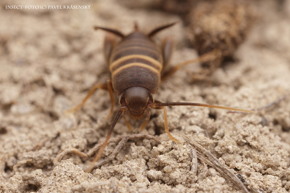 Cvrčík mravenčí (Myrmecophilus acervorum)