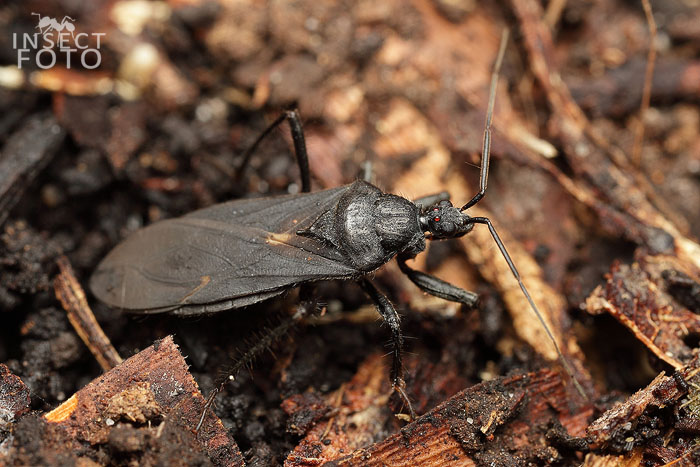 Heteroptera sp.