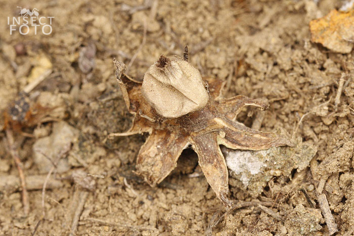 Hvězdovka pastvinná (Geastrum schmidelii)