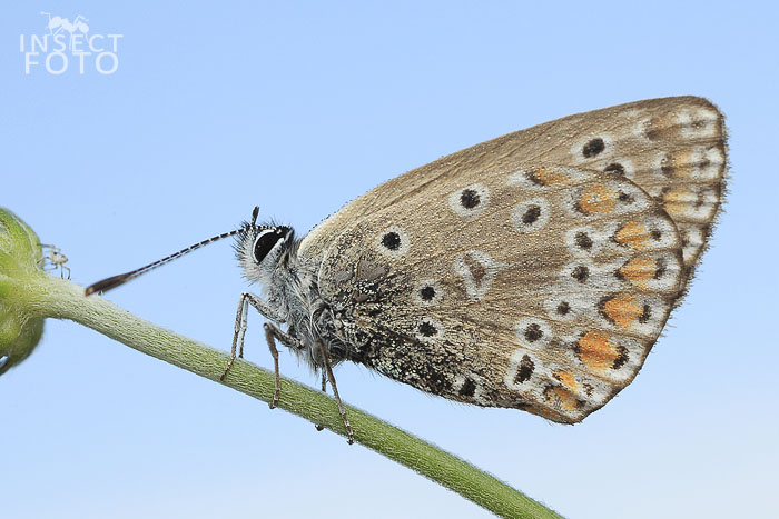 Lepidoptera sp.