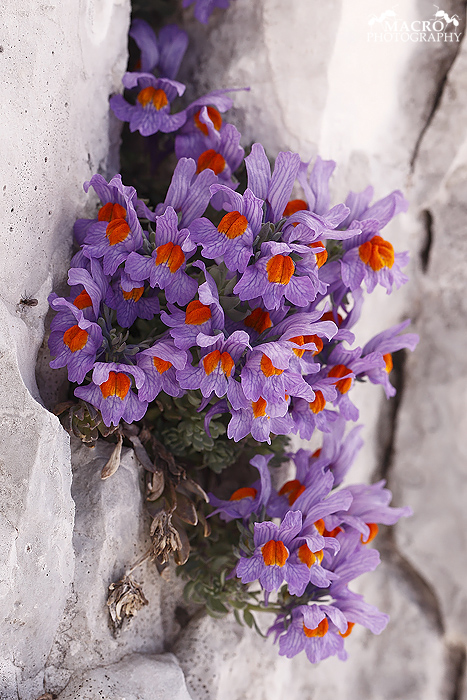Lnice alpská (Linaria alpina)