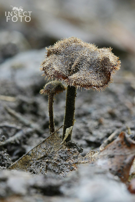 Lžičkovec šiškový  (Auriscalpium vulgare)