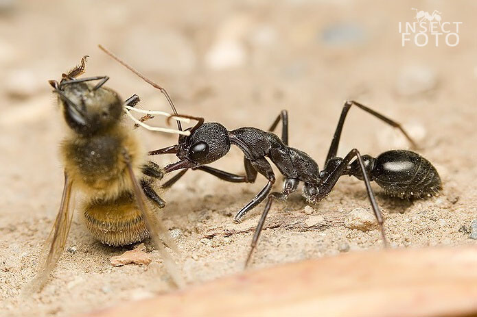 Mravenec buldočí (Myrmecia pyriformis)