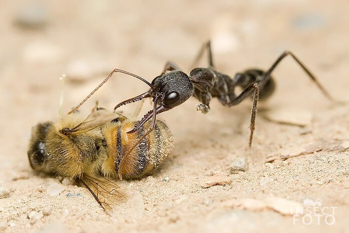 Mravenec buldočí (Myrmecia pyriformis)