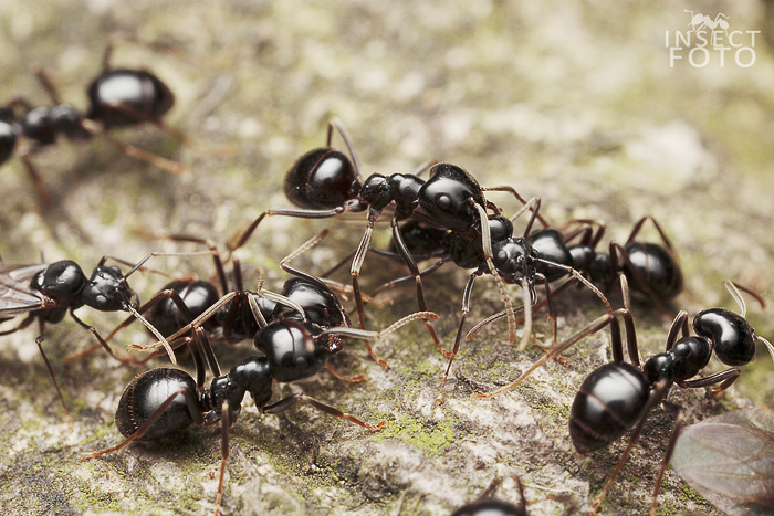 Mravenec černolesklý (Lasius fuliginosus)