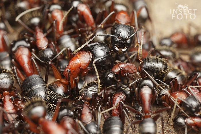  Mravenec dřevokaz (Camponotus ligniperda)