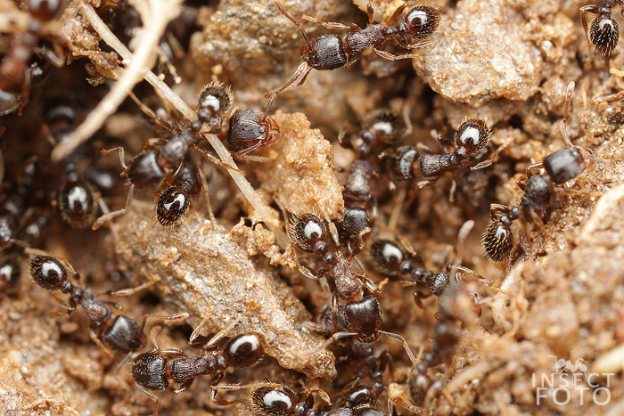 Mravenec drnový (Tetramorium caespitum)