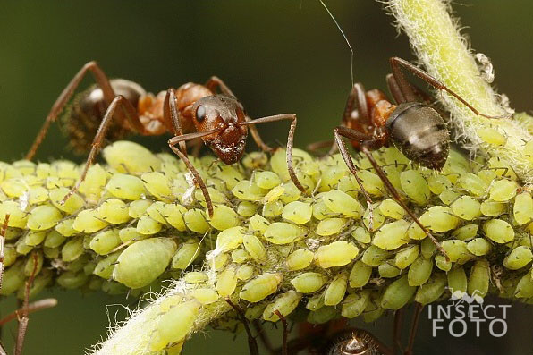 Mravenec loupeživý (Formica sanguinea)