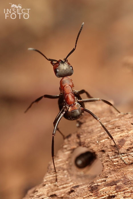 Mravenec množivý (Formica polyctena)