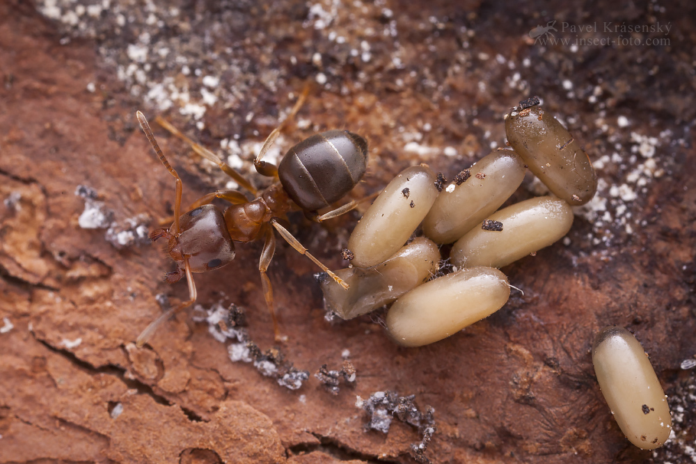 Mravenec obecný (Lasius brunneus)
