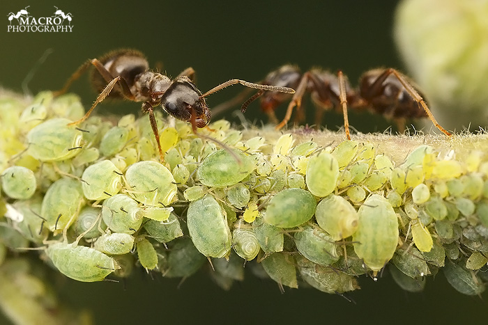 Mravenec obecný (Lasius niger)