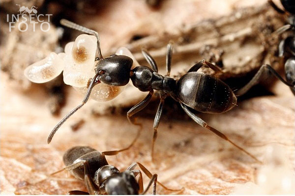 Mravenec potulný (Tapinoma erraticum)