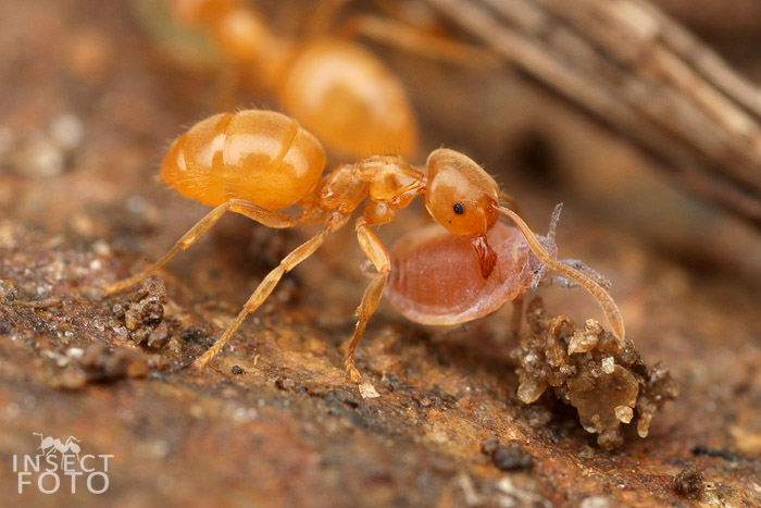 Mravenec žlutý (Lasius flavus)