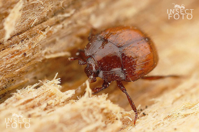 Mršník mravenčí (Haeterius ferrugineus)