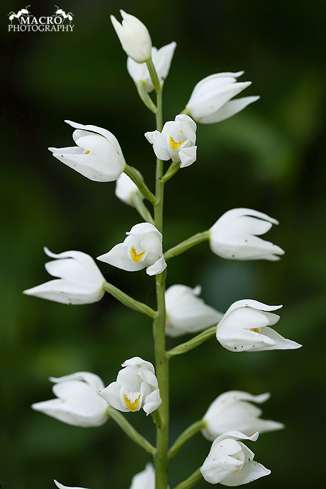  Okrotice dlouholistá (Cephalanthera longifolia)