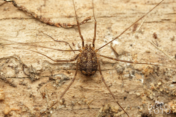 Opiliones sp.