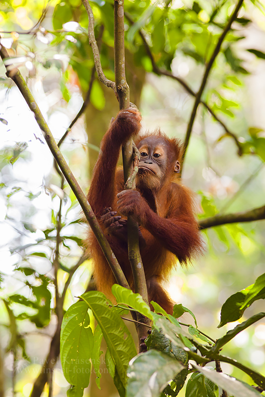Orangutan sumaterský (Pongo abelii)