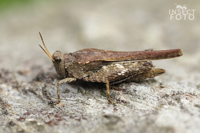 Orthoptera sp.