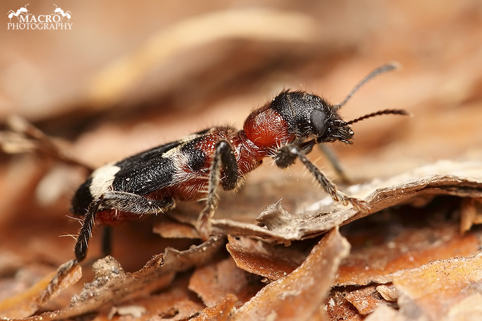 Pestrokrovečník mravenčí (Thanasimus formicarius)