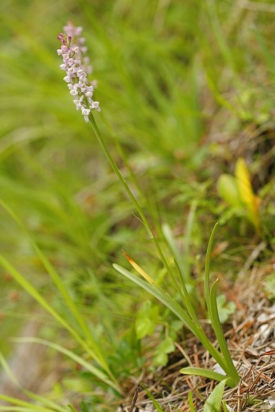 Pětiprstka žežulník (Gymnadenia conopsea)
